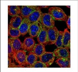 BAIAP2 Antibody, Novus Biologicals 0.1mL; Unlabeled:Antibodies, Polyclonal