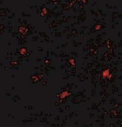 BAIAP3 Antibody - BSA Free, Novus Biologicals:Antibodies:Primary Antibodies