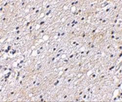 BAIAP3 Antibody - BSA Free, Novus Biologicals:Antibodies:Primary Antibodies