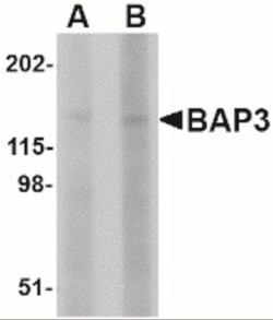 BAIAP3 Antibody - BSA Free, Novus Biologicals 0.1 mg | Buy Online | Novus Biologicals | Fisher Scientific