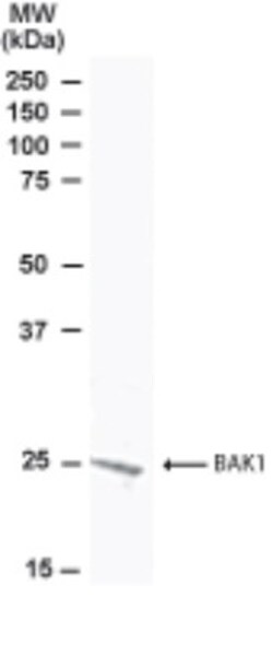BAK Antibody, Novus Biologicals 0.1mg; Unlabeled:Antibodies, Polyclonal