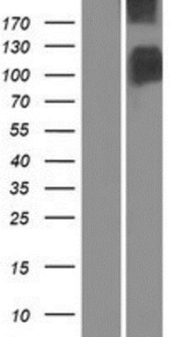 Novus Biologicals&trade;&nbsp;Band 3 Overexpression Lysate