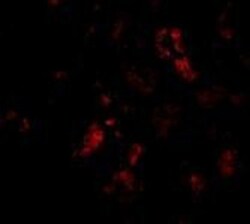 BANF1 Antibody - BSA Free, Novus Biologicals 0.025 mg, Unconjugated:Antibodies,