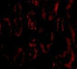 BANF1 Antibody - BSA Free, Novus Biologicals 0.025 mg, Unconjugated:Antibodies,