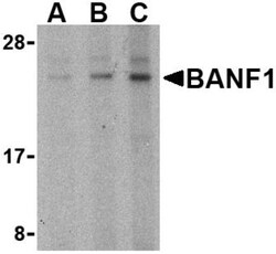 BANF1 Antibody - BSA Free, Novus Biologicals 0.025 mg, Unconjugated:Antibodies,
