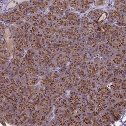 BANF2 Antibody, Novus Biologicals 0.1mL; Unlabeled:Antibodies, Polyclonal