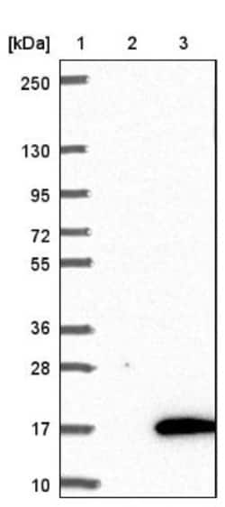 BANF2 Antibody, Novus Biologicals 0.1mL; Unlabeled:Antibodies, Polyclonal