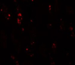 BANP Antibody - BSA Free, Novus Biologicals 0.1mg; Unlabeled:Antibodies,