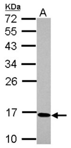 BAP18 Antibody, Novus Biologicals 0.1mL; Unlabeled:Antibodies, Polyclonal