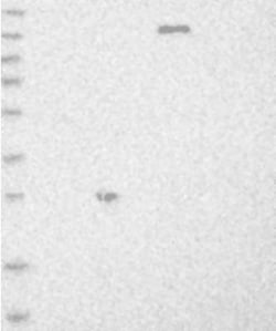 BAP29 Antibody, Novus Biologicals:Antibodies:Primary Antibodies