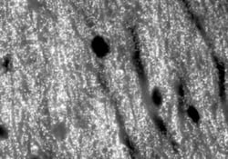 Bassoon Antibody (SAP7F407), Novus Biologicals:Antibodies:Primary Antibodies