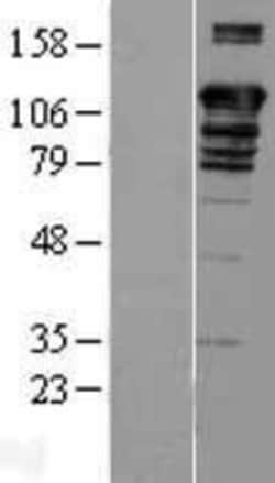 Novus Biologicals™ BAT3/BAG6 Overexpression Lysate