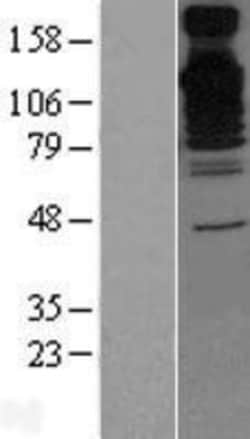 Novus Biologicals&trade;&nbsp;BAT3/BAG6 Overexpression Lysate
