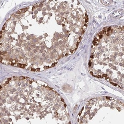 BAT3/BAG6 Antibody, Novus Biologicals:Antibodies:Primary Antibodies