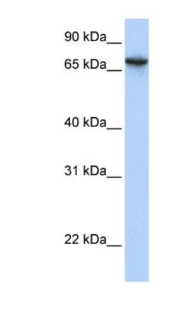 BAT5 Antibody, Novus Biologicals:Antibodies:Primary Antibodies