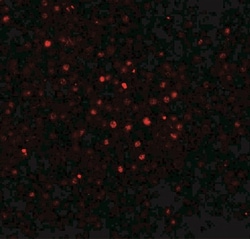 BATF Antibody - BSA Free, Novus Biologicals:Antibodies:Primary Antibodies