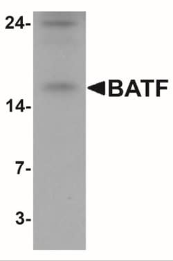 BATF Antibody - BSA Free, Novus Biologicals:Antibodies:Primary Antibodies
