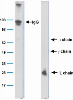 Bat Immunoglobulin Antibody (BT1-4F10), Novus Biologicals:Antibodies:Primary