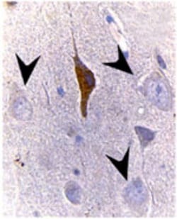 Bax Antibody, Novus Biologicals:Antibodies:Primary Antibodies
