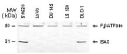 Bax Antibody, Novus Biologicals 0.05mL; Unlabeled:Antibodies, Polyclonal