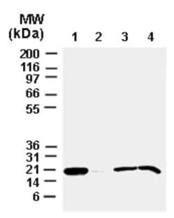 Bax Antibody, Novus Biologicals:Antibodies:Primary Antibodies