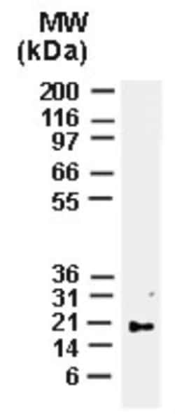 Bax Antibody, Novus Biologicals:Antibodies:Primary Antibodies
