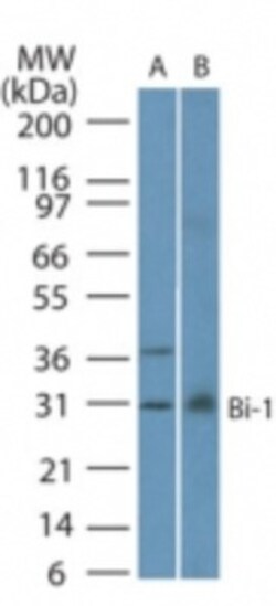 anti-Bax inhibitor 1, Clone: 20F248, Novus Biologicals 0.2mL; Unlabeled:Antibodies,
