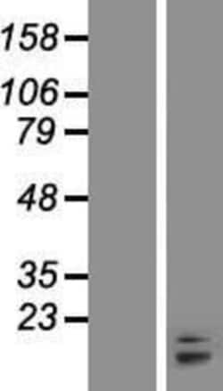 Novus Biologicals™ Bax Overexpression Lysate