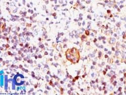 Bax Antibody (2D2), Novus Biologicals 0.1mg; Unlabeled:Antibodies, Monoclonal