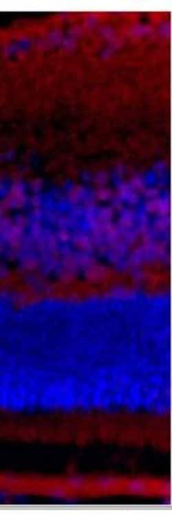 Bax Antibody (6A7), Novus Biologicals 0.1mg; Unlabeled:Antibodies, Monoclonal