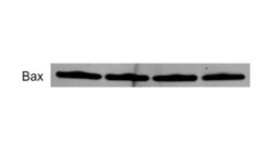 Bax Antibody (6A7), Novus Biologicals 0.1mg; Unlabeled:Antibodies, Monoclonal