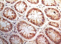 Bax inhibitor 1 Antibody (20F430), Novus Biologicals 0.1mg; Unlabeled:Antibodies,