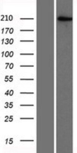 Novus Biologicals&trade;&nbsp;BAZ2A Overexpression Lysate