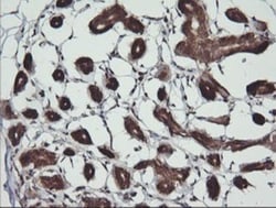 BBOX1 Antibody (OTI4F9), Novus Biologicals 0.1mL; Unlabeled:Antibodies,