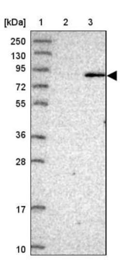 BBS7 Antibody, Novus Biologicals:Antibodies:Primary Antibodies