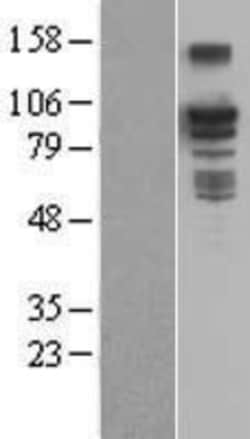 Novus Biologicals&trade;&nbsp;BCAR3 Overexpression Lysate