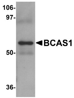 BCAS1 Antibody - BSA Free, Novus Biologicals 0.025 mg, Unconjugated:Antibodies,