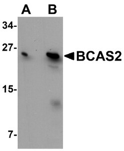 BCAS2 Antibody - BSA Free, Novus Biologicals 0.025 mg, Unconjugated:Antibodies,