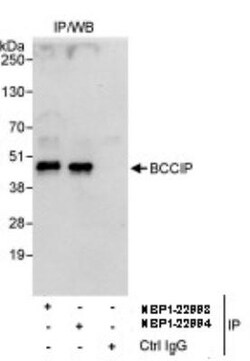 BCCIP Antibody, Novus Biologicals 0.1mg; Unlabeled:Antibodies, Polyclonal