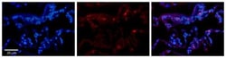 BCKDHA Antibody, Novus Biologicals 0.05mg; Unlabeled:Antibodies, Polyclonal