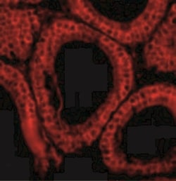 Bcl G Antibody, Novus Biologicals 0.1mg; Unlabeled:Antibodies, Polyclonal