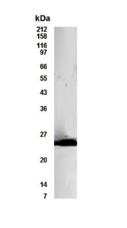 Bcl-10 Antibody - BSA Free, Novus Biologicals:Antibodies:Primary Antibodies