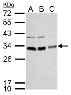 Bcl-10 Antibody, Novus Biologicals 0.1mL; Unlabeled:Antibodies, Polyclonal
