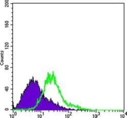 Bcl-10 Antibody (4F8) - BSA Free, Novus Biologicals 0.1mg; Unlabeled:Antibodies,