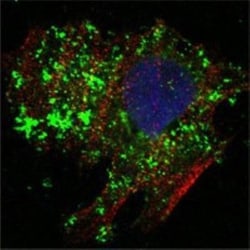 Bcl-10 Antibody (4F8) - BSA Free, Novus Biologicals 0.1mg; Unlabeled:Antibodies,