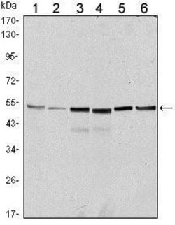 Bcl-10 Antibody (4F8) - BSA Free, Novus Biologicals 0.1mg; Unlabeled:Antibodies,