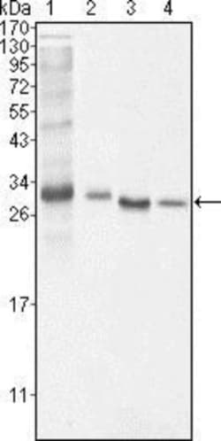Bcl-10 Antibody (4F8) - BSA Free, Novus Biologicals 0.1mg; Unlabeled:Antibodies,