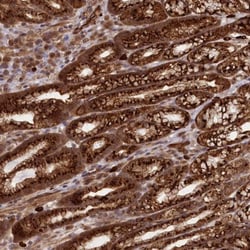 bcl10-interacting CARD protein Antibody, Novus Biologicals 25 &mu;L, Unlabeled:Antibodies,