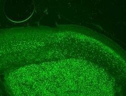 BCL11B Antibody, Novus Biologicals 0.1mL; Unlabeled:Antibodies, Polyclonal