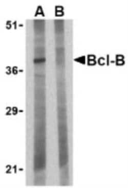 Novus Biologicals&trade;&nbsp;BCL2L10 Antibody Blocking Peptide